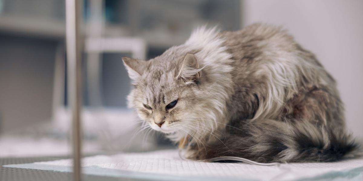 Gabapentin for cats 2024 with kidney disease