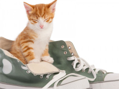 An amusing and whimsical image featuring a cat inside a pair of shoes.