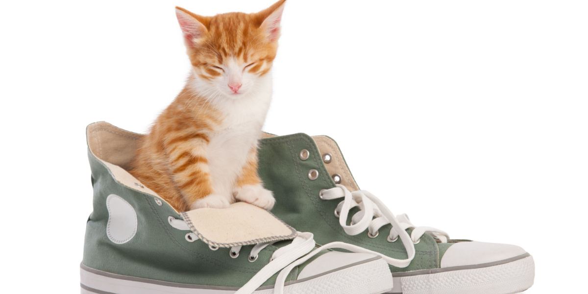 An amusing and whimsical image featuring a cat inside a pair of shoes.