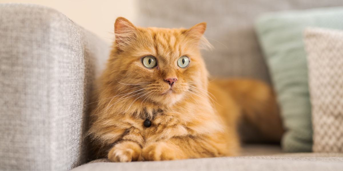 4 Simple Steps To Remove Cat Poop Stains Cats