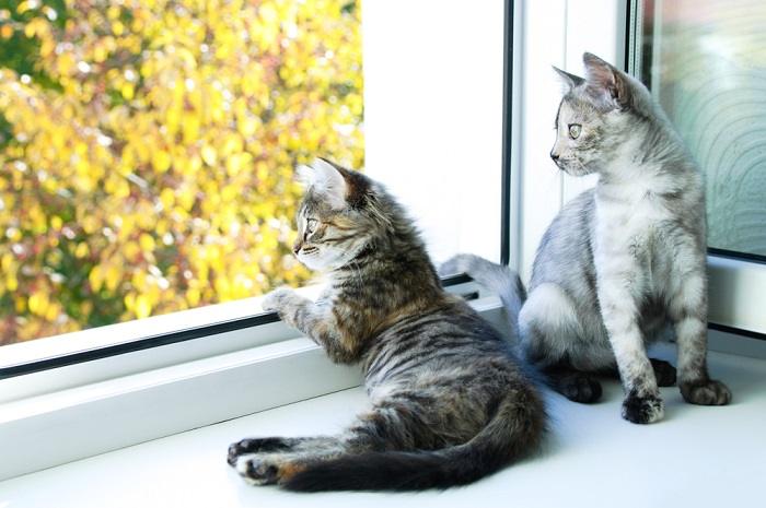 two cats looking in the window