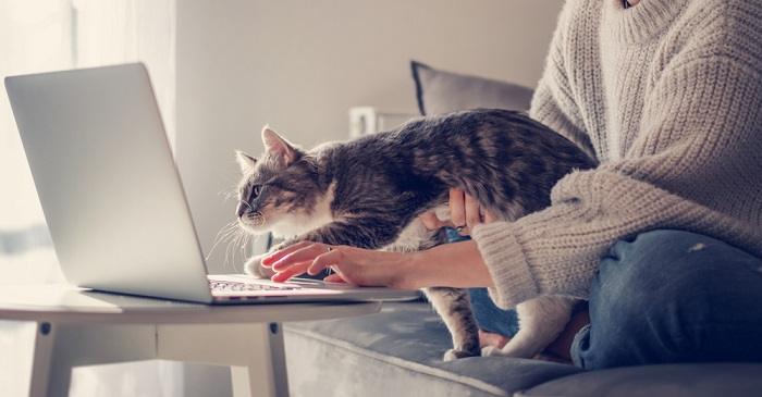 Amusing scene of a cat perched on a laptop keyboard, seemingly interrupting a person's work or typing, creating a humorous interaction.