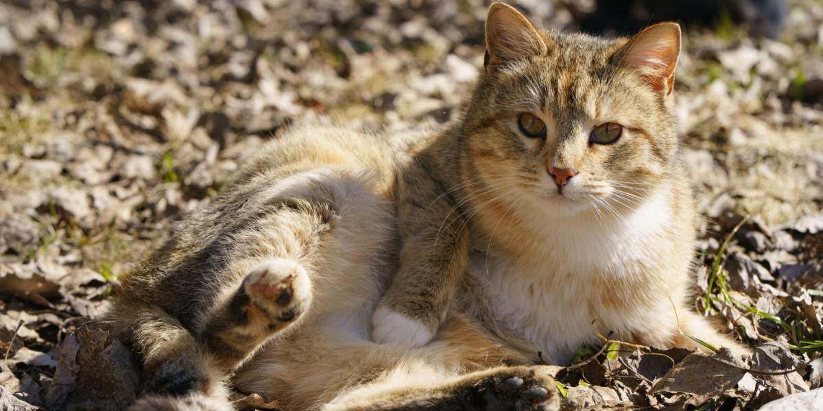 Curious cat comfortably lying on the dirt ground, embracing the simple pleasures of nature and exploration.