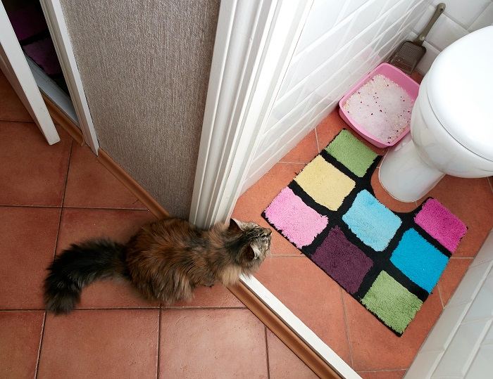 Toilet training cat