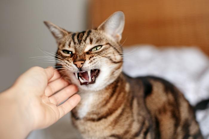The image depicts a cat displaying signs of anger or aggression.