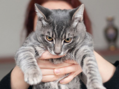 Cat showing displeasure when held