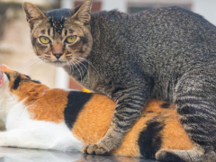 Image capturing the natural behavior of cats mating, illustrating a moment of reproduction within the feline world.