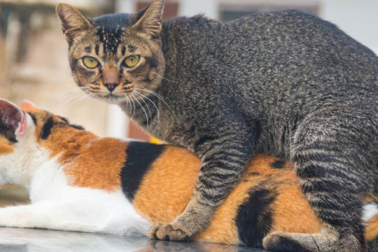 Why Do Cats Scream When Mating?
