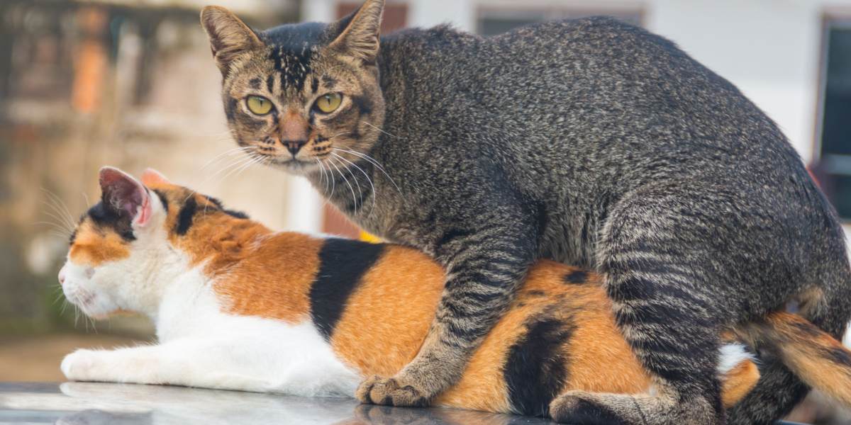 Do Cats Mate for Life? Reasons, Behavior, & Breeding