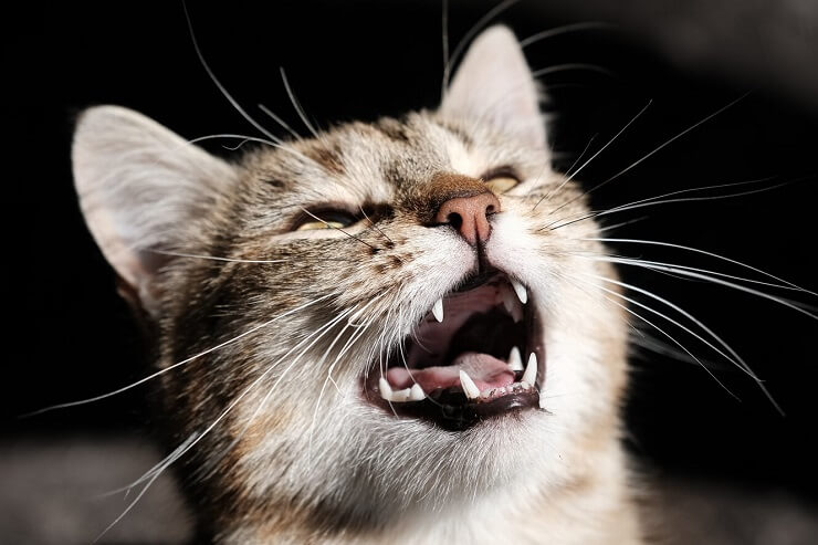 What Does It Mean When A Cat Is Screaming? 