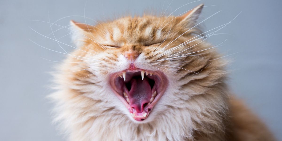 Dental disease in cats featured image
