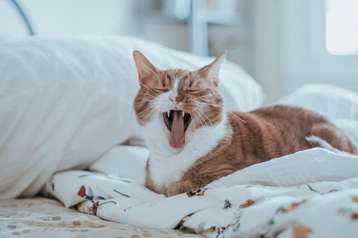 An image of a cat with its mouth slightly open, showcasing its teeth and tongue.