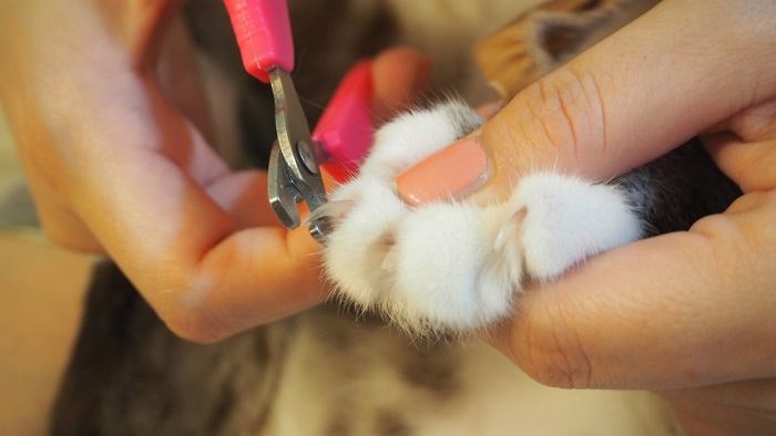 CatTime - Cat Facts: Why Do So Many Cats Have Extra Toes? | Homesitters Ltd