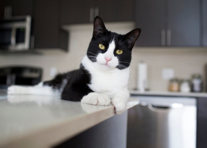 A cat confidently perched on the kitchen counter, exuding a sense of independence and curiosity, a behavior that is common among felines exploring their environment.