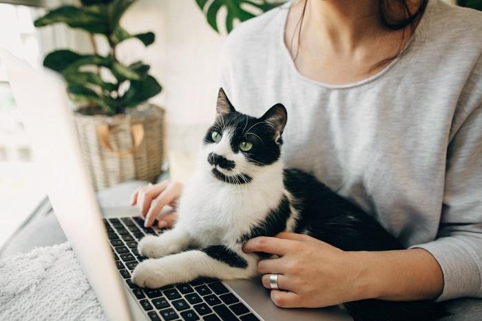 Image capturing a cat lounging on a laptop keyboard with a person nearby, symbolizing the companionship and connection between felines and humans in a modern digital world.