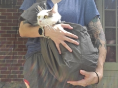 cat on sling