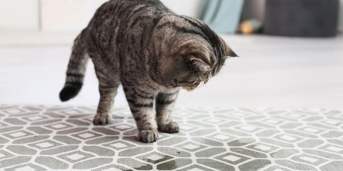 An image depicting a cat urinating on a carpet, highlighting a common issue in pet households.