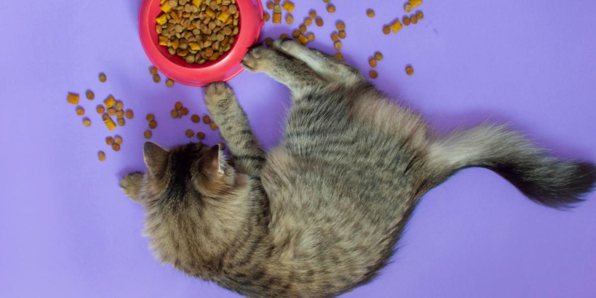 Mealtime Manners: Tips on Feeding Multiple Cats - Consulting a Veterinarian or Animal Behaviorist