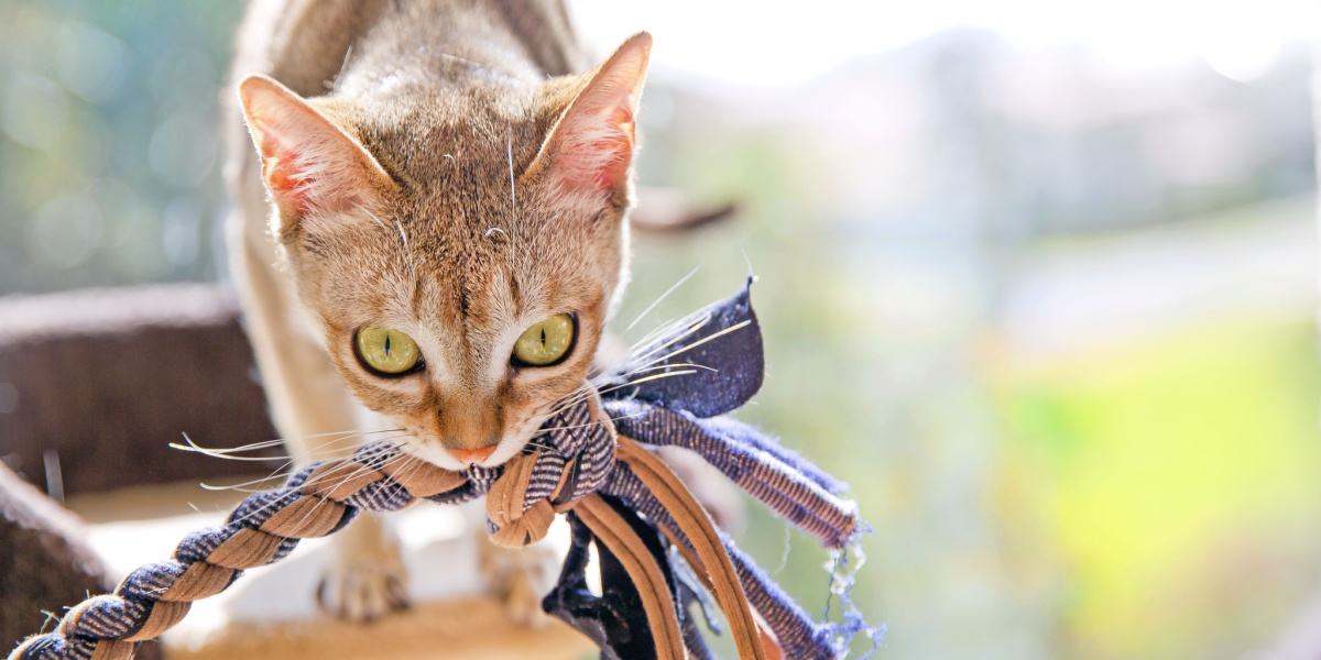 12 Best Cat Toys In 2024: Unbiased Review 