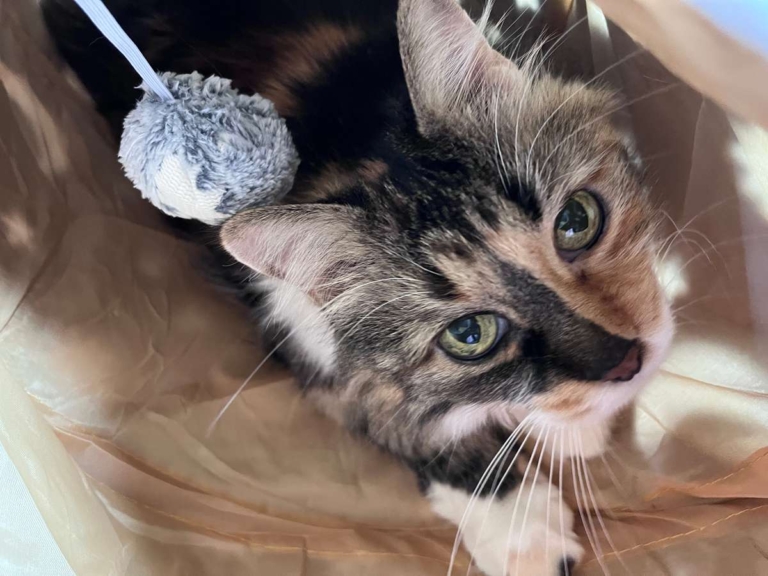 Why Does My Cat Wake Me Up? & How to Get Her to Stop