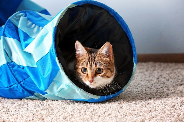 An adorable image of a cat enthusiastically playing inside a tunnel toy, showcasing the feline's natural curiosity and delight in exploring confined spaces and engaging in interactive play.