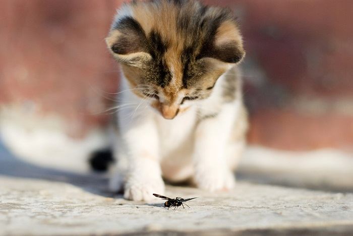 A cat playfully pouncing on an insect.