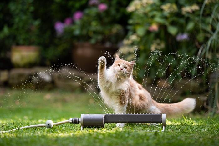 Cat joyfully engaging with water during playtime