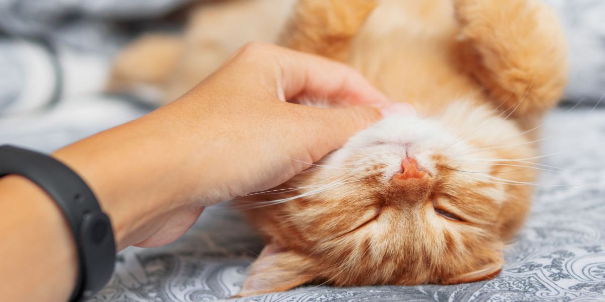Cat communication: why do cats purr?, K.I.T.
