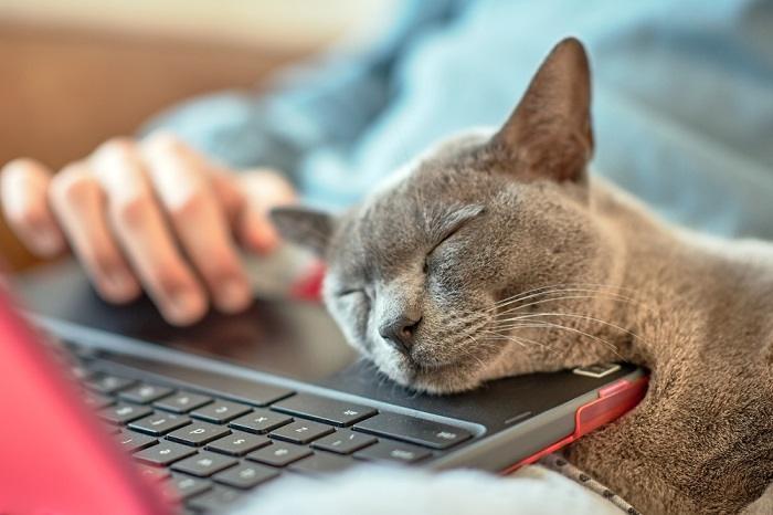 Charming image of a cat rubbing its face affectionately against a laptop, showcasing feline behavior of scent marking and seeking comfort.
