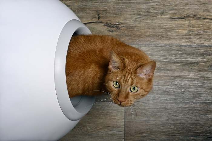 Cat using a self-cleaning litter box.