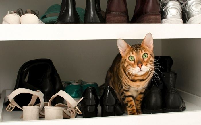 Curious cat exploring a shoe rack, showcasing their tendency to investigate and interact with everyday objects.