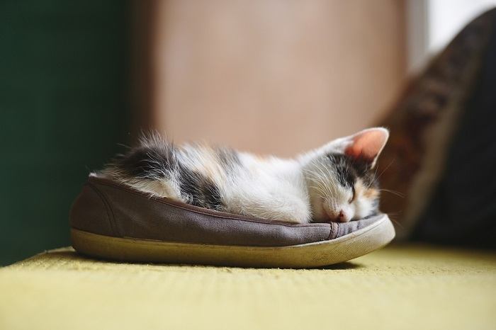 A cat curled up and sleeping inside a shoe, displaying a quirky and cozy resting spot chosen by the feline.
