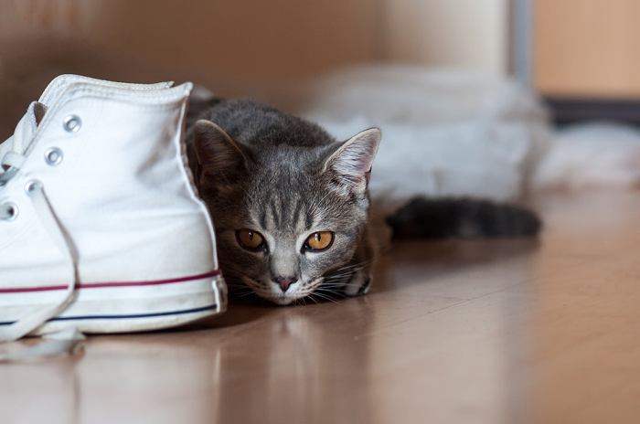 Whimsical image of a cat hiding among a collection of shoes.