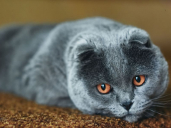 Image depicting a cat in a moment of sighing, potentially conveying a sense of sadness or resignation.