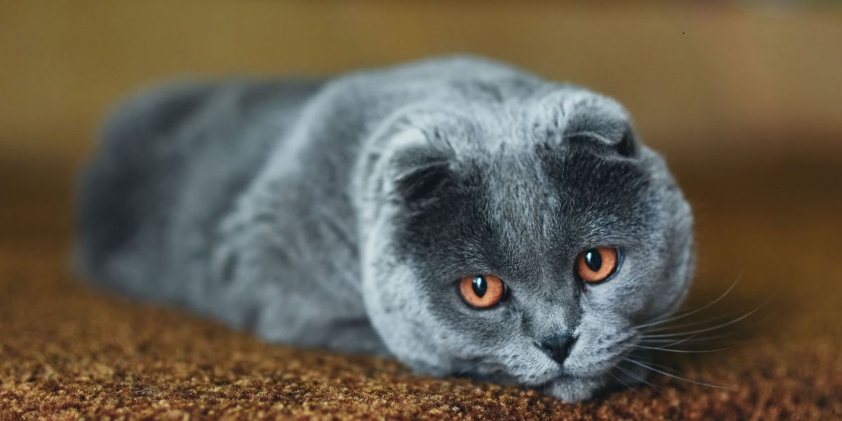 Image depicting a cat in a moment of sighing, potentially conveying a sense of sadness or resignation.