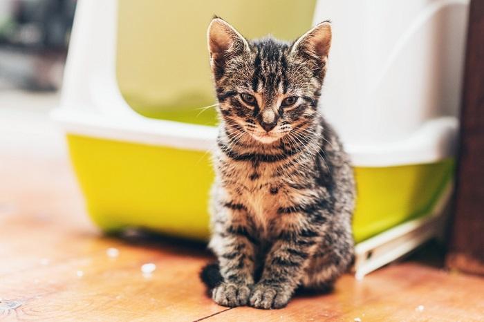 Kitten by a litter box.