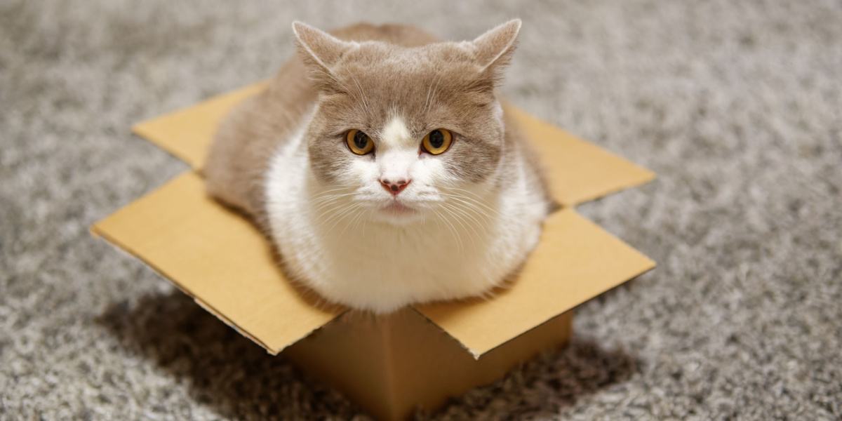 Captivating image of a cat comfortably sitting inside a box, showcasing their affinity for cozy and enclosed spaces.