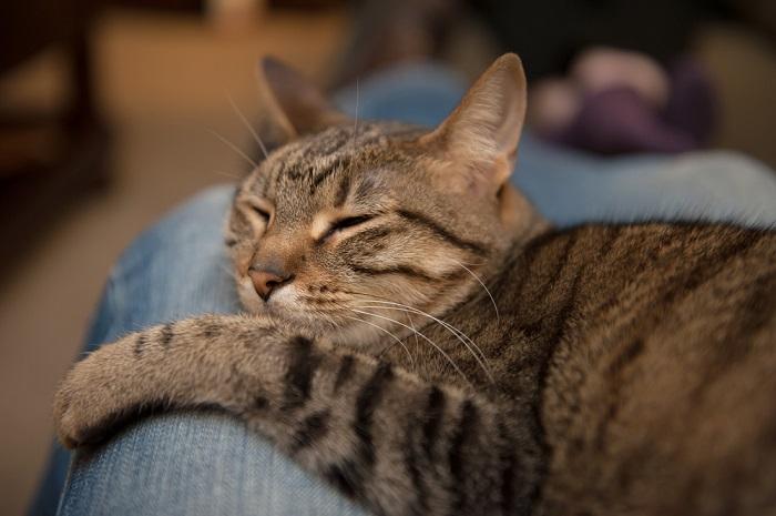 Brown tabby cat snoozing on someone's leg