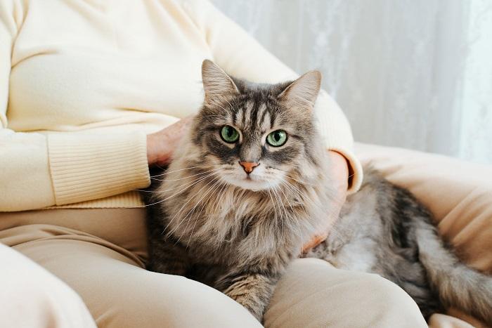 Adorable cat comfortably seated on a person's lap, enjoying their cozy companionship.