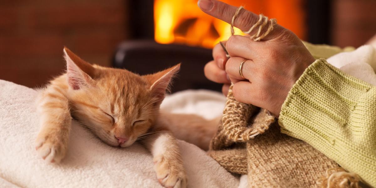 A content cat sitting comfortably on a person's lap, enjoying a moment of closeness and companionship.