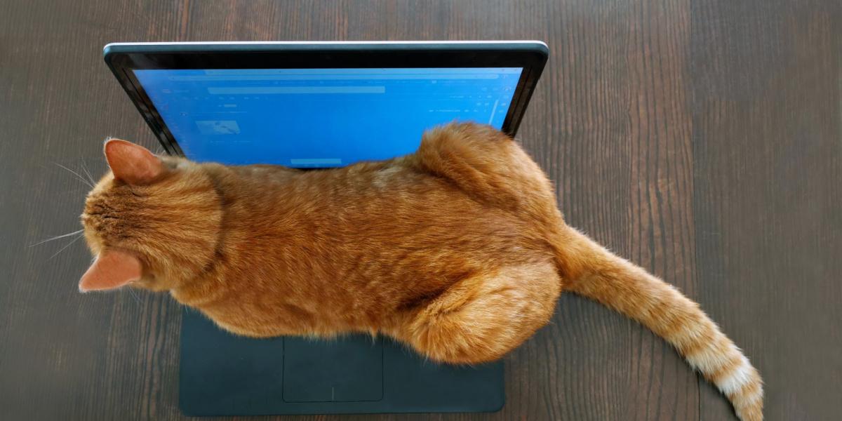 Image capturing a cat comfortably seated on a laptop keyboard, displaying a blend of feline curiosity and penchant for warm spots.