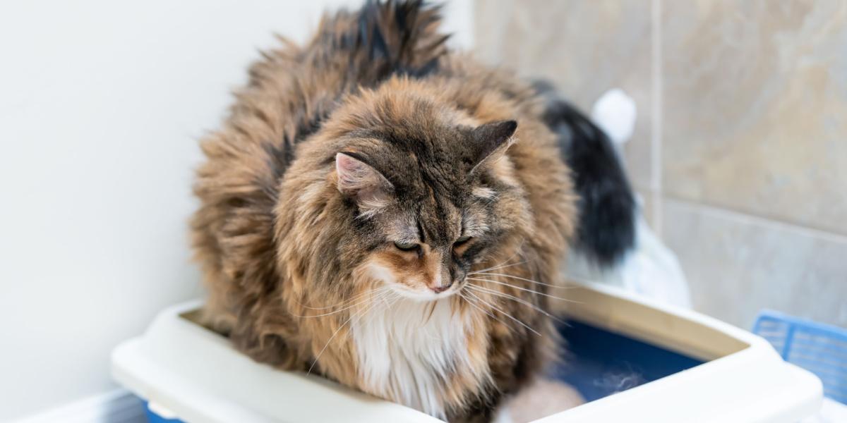 Old cat no hotsell longer using litter box