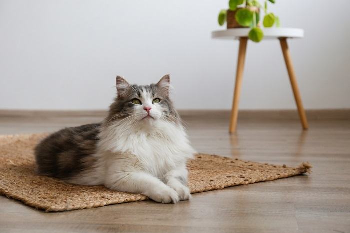 Cat sitting gracefully on a rug, embodying a sense of calm and elegance in its surroundings.