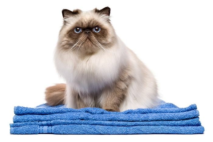 Image of a cat sitting on a towel, displaying relaxation and ease in a soft and inviting space.