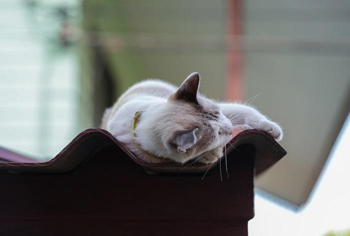 Serene cat peacefully asleep on a roof, basking in the warmth and tranquility of its elevated perch.