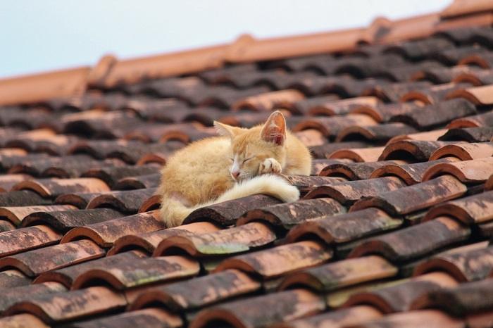 Content cat resting on a roof tile, enjoying a cozy and elevated spot for a peaceful nap.