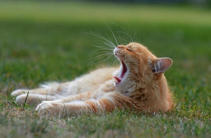 A delightful image capturing a sleepy cat in the act of yawning, showcasing its sleepy eyes, open mouth, and slightly drooping posture, conveying a sense of adorable drowsiness and relaxation.
