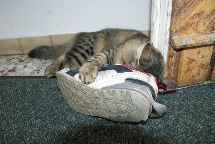 An image capturing a cat in the act of smelling a pair of shoes.
