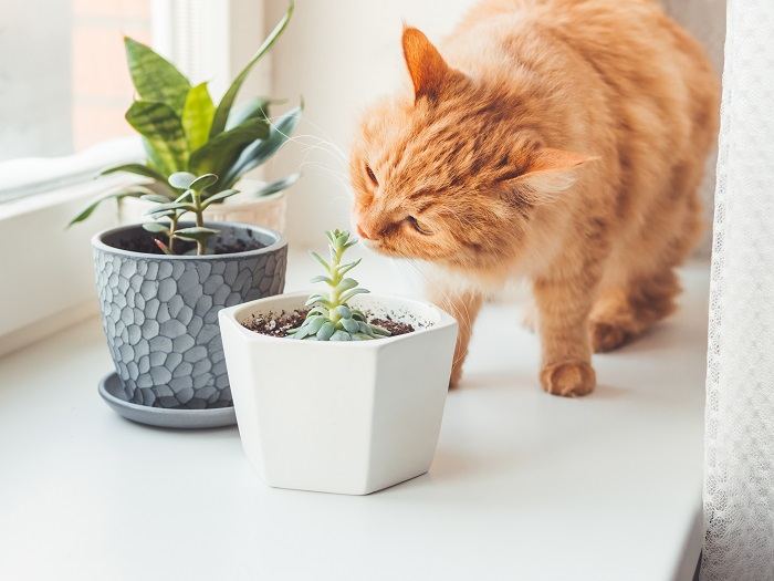 An image capturing a cat's inquisitive behavior as it sniffs indoor plants, showcasing its natural curiosity and interaction with its surroundings.