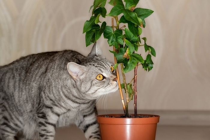 An image featuring a cat intently sniffing a plant, exhibiting its curious and exploratory nature as it investigates scents in its environment.